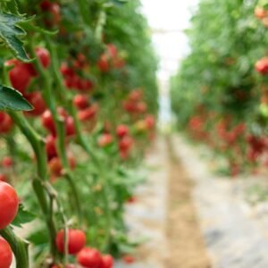 Cultivo de Tomate